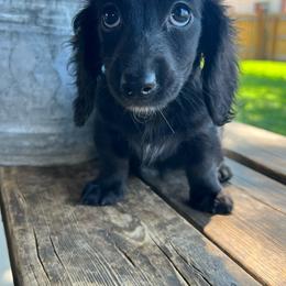 Black beauty - Black male Dachshund puppy in Payette, Idaho from NT Mini Doxies
