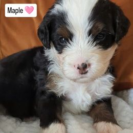 Maple - Tri-color female Bernedoodle puppy in Shiloh, Georgia from Doodle Mountain