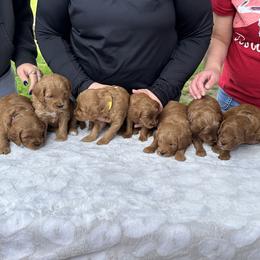 Bernedoodles and Goldendoodles from Whispering Pines Doodles