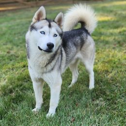 Jackfrost - Siberian Husky
