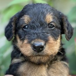 Airedale Terriers from RiverRun Terriers