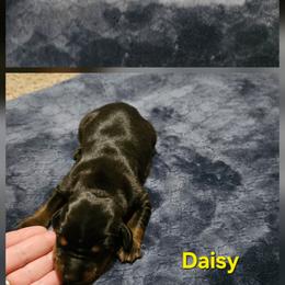 Daisy - Black and rust female Doberman Pinscher puppy in Mount Orab, Ohio from Heyne Kennels