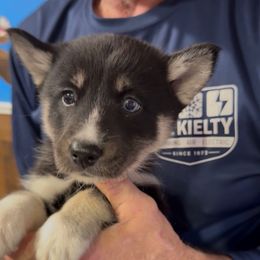 Claus - Black and white male Pomsky puppy in Spring Hill, Florida from PDQ Pomskies