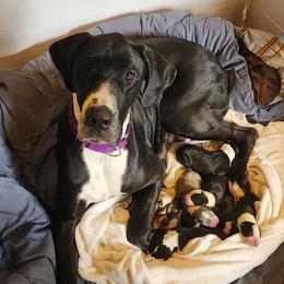Myrtle - Great Dane