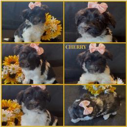 Cherry - AKC - Black and white female Havanese puppy in Verden, Oklahoma from Holcombs Puppy Ranch