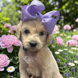 Blondie - Cream female Goldendoodle puppy in Prosperity, Pennsylvania from Stelladoodles & Company
