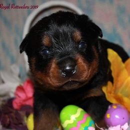 Rottweiler Puppies from C&C Royal Rottweilers