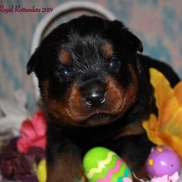 Rottweiler Puppies from C&C Royal Rottweilers