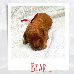 Cavapoo Puppies from PuppybuddyUSA