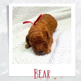 Cavapoo Puppies from PuppybuddyUSA