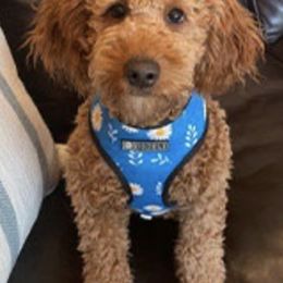 French Bulldogs and Goldendoodles from Doodles Golden