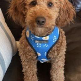 French Bulldogs and Goldendoodles from Doodles Golden