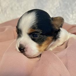 Biewer Terrier Puppies from Dunes Pups
