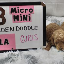 Goldendoodle and Poodle Puppies from Partridge Doodles and Poodles