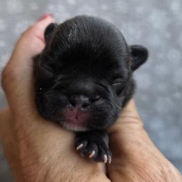 Brindle girl - Brindle female French Bulldog puppy in Polk City, Florida from Best Friend Frenchies, LLC