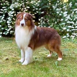 Ozark - Red tri-color male Australian Shepherd puppy in Castle Rock, Washington from Zoolo Kennels