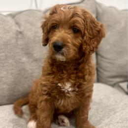 Chestnut - Red  male Goldendoodle puppy in Indianapolis, Indiana from Indy Doodle Co.
