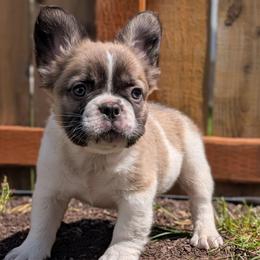 Prince - Fawn and white male French Bulldog puppy in Battle Ground, Washington from Ferguson's Bulldogs