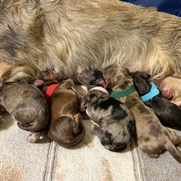 Brave (green collared boy) - Dapple male Dachshund puppy in Wrightwood, California from Twinkle Dachs