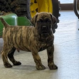 Brindle No Collar - Brindle male Boerboel puppy in Manitowoc, Wisconsin from Mae Boerboel