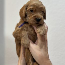 Goldendoodle Puppies from Kerri's Goldendoodles
