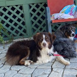 Australian Shepherds from Southern Luck Aussies