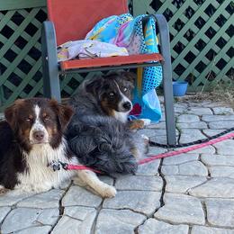 Australian Shepherds from Southern Luck Aussies