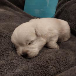 Blue Boy - White male West Highland White Terrier puppy in Macy, Indiana from Country Grove Breeding LLC