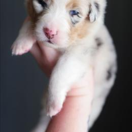 Lavender - Blue merle female Australian Shepherd puppy in Georgetown, Texas from River Reign Australian Shepherds
