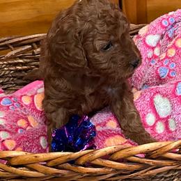 Marie - Red  female Goldendoodle puppy in Conklin, Michigan from Lake Michigan Couture Cavapoos & Cockapoos