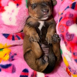 Pearl - Black and tan female Dachshund puppy in Nuevo, California from Weenie Hut Jrs