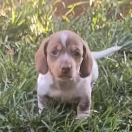 Tiny teddy - Chocolate and tan male Dachshund puppy in Sacramento, California from Family and Farm Friendly Dachshund
