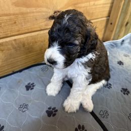 Carli - Merle-sable female Saint Berdoodle puppy in San Antonio, Texas from Mammoth Doodles