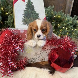 Spice's Boy 2-A - Blenheim male Cavalier King Charles Spaniel puppy in Loco, Oklahoma from Sweet Heart Cavaliers