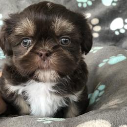 Shih Tzu Puppies from Shih tzu adventures of Santa Rosa Florida