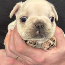 EMMIE.     cream purple collar - Cream female French Bulldog puppy in Rhode Island from Hope Valley Hounds