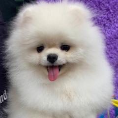 Miley - Pomeranian