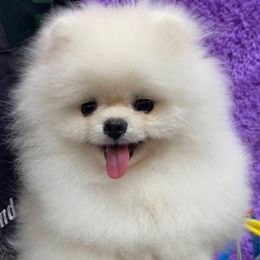 Miley - Pomeranian