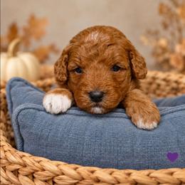 Eden - Red  female Goldendoodle puppy in Hendersonville, Tennessee from Ben's Best Buddy Goldendoodles