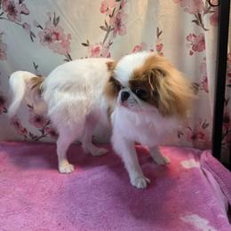 Japanese Chin Puppies from Windhaven Japanese Chin