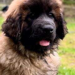 Leonberger Puppies from Tir na nOg Leonbergers
