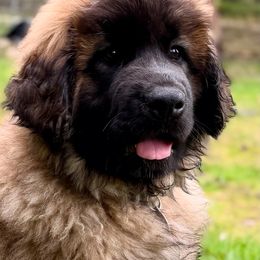 Leonberger Puppies from Tir na nOg Leonbergers