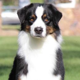 Summer - Australian Shepherd