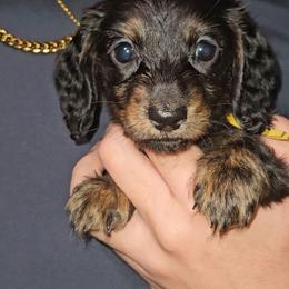 Yellow girl Piccalilli - Black and cream female Dachshund puppy in Hutto, Texas from R.G. Dachshunds