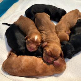 Girl 3 - Ruby female Cavalier King Charles Spaniel puppy in Solon, Iowa from Hickory House Cavaliers
