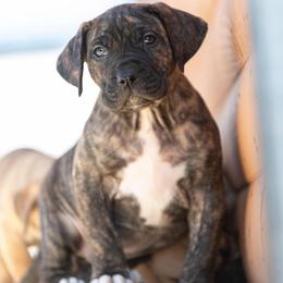 Brindle girl - Tiger female Perro de Presa Canario puppy in Leitchfield, Kentucky from Rey Gladiador Presa Canario