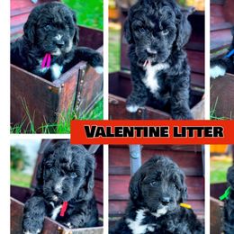 Australian Mountain Doodles and Poodles from Mitchell Doodle’s