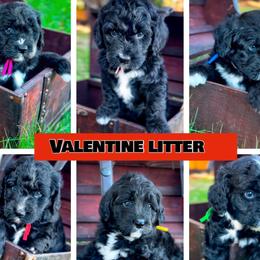 Australian Mountain Doodles and Poodles from Mitchell Doodle’s