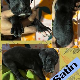 Satin - Black male Great Dane puppy in Wellsville, New York from Prophecy Danes