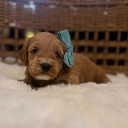 Azalea teal collar - Apricot female Goldendoodle puppy in Shingle Springs, California from Creamy Retrievers